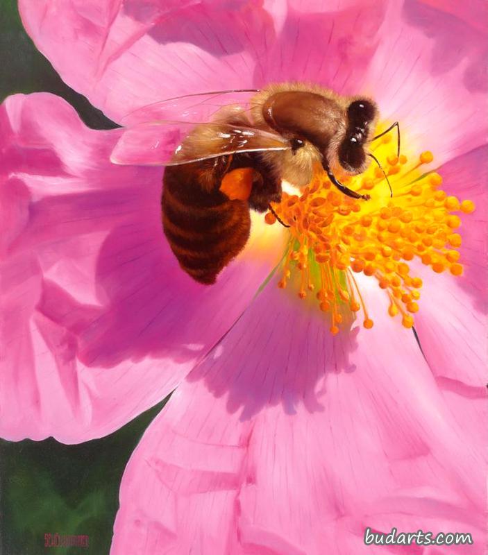 蜜蜂