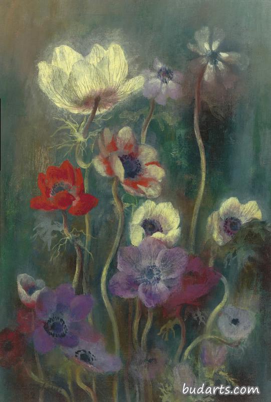 银莲花