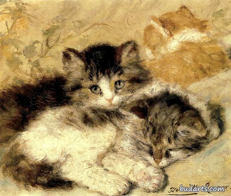 一窝小猫