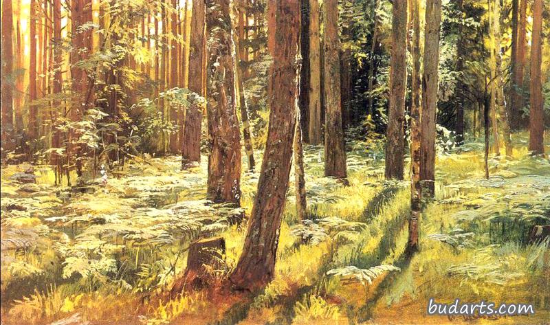 Ferms in a forest (etude)