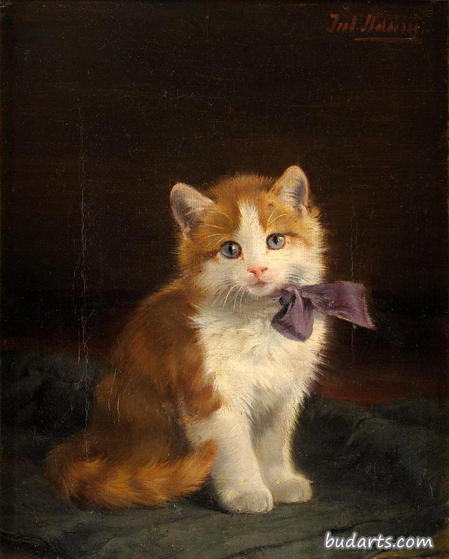 紫色蝴蝶结的小猫