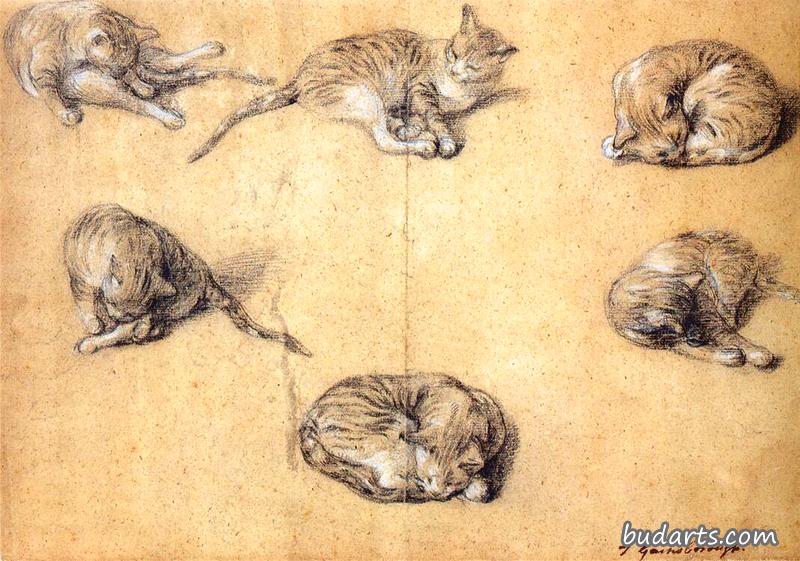 猫的六项习作