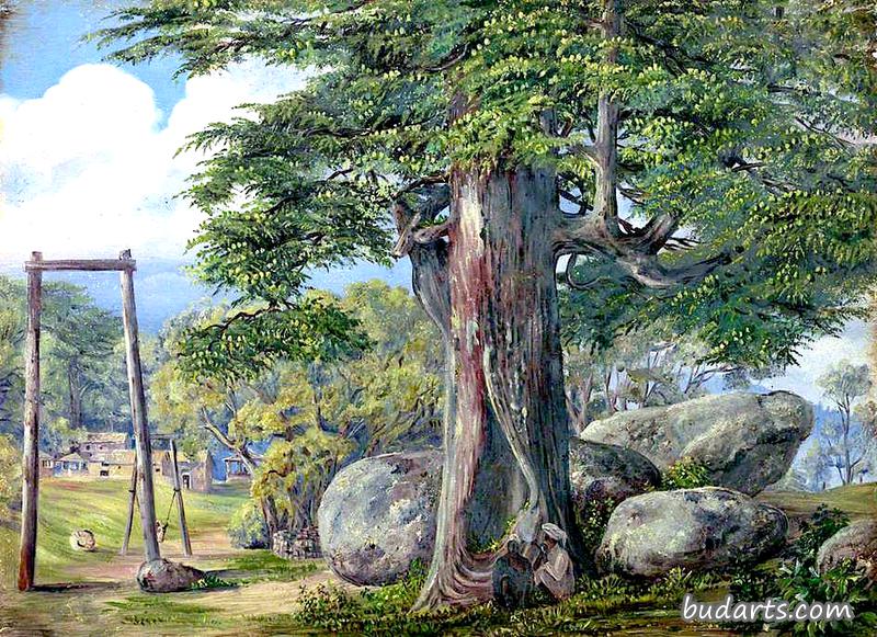 Cedrus deodara, Kumaon, Uttar Pradesh, India