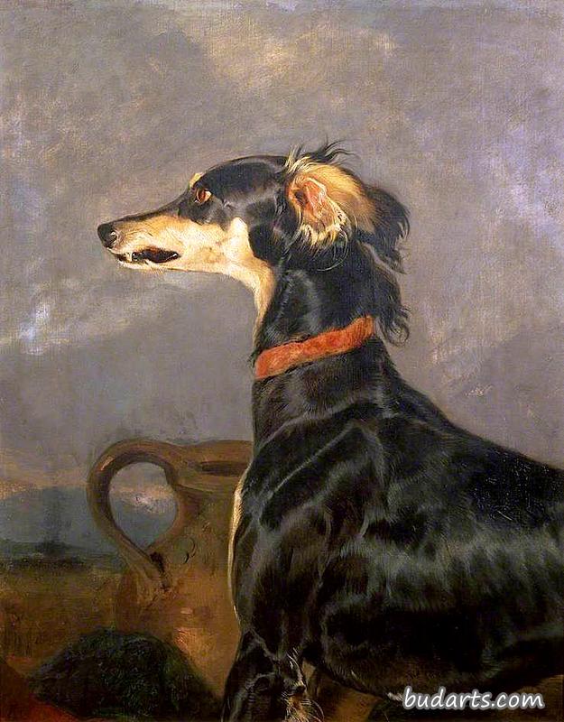 萨鲁基犬