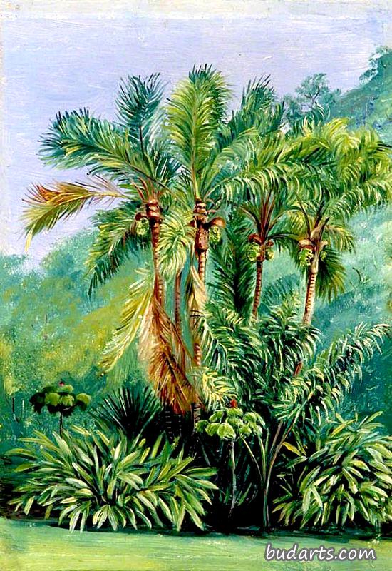 巴西里约热内卢小棕榈树群