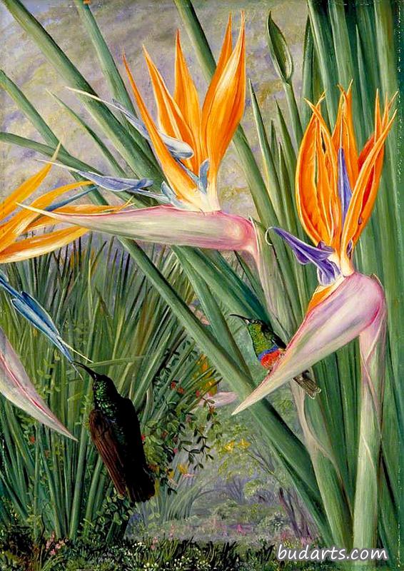 Strelitzia and Sugar Birds, South Africa