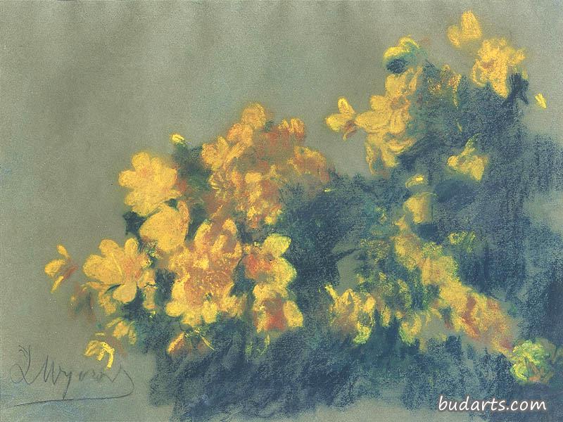 沼泽金盏花