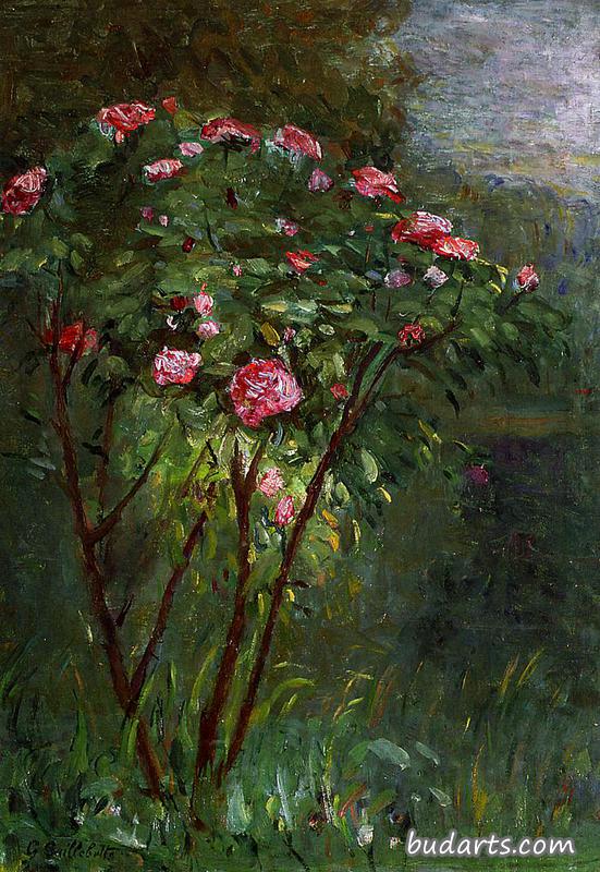 玫瑰花丛