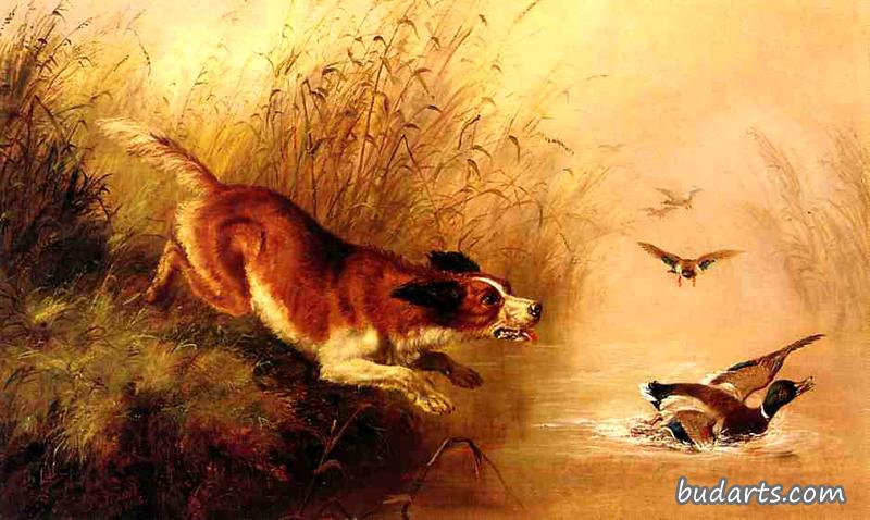猎犬追逐鸭子