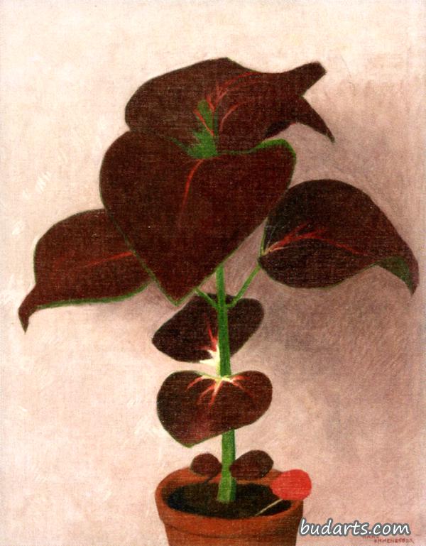 菖蒲花