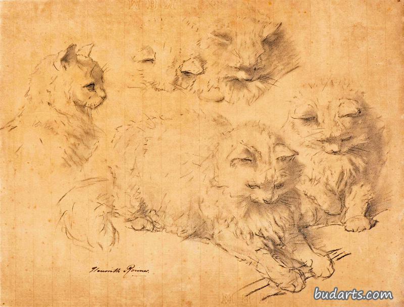 五只小猫的研究