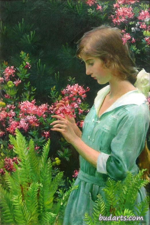 野生杜鹃和蕨类植物
