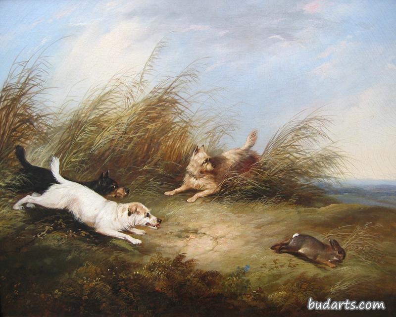 猎犬追逐兔子