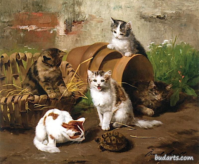 花园里的小猫和乌龟