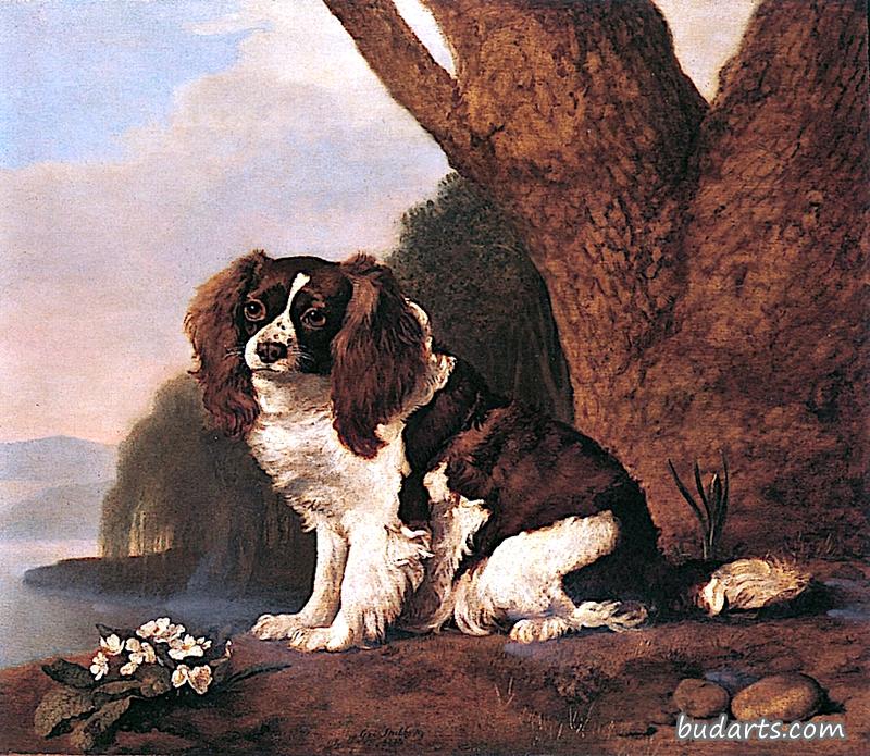 马斯特太太的一只棕色和白色的猎犬,坐在一丛报春花旁边 马斯特太太的一只棕色和白色的猎犬,坐在一丛报春花旁边