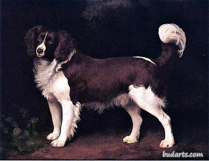 深棕色和白色纽芬兰猎犬