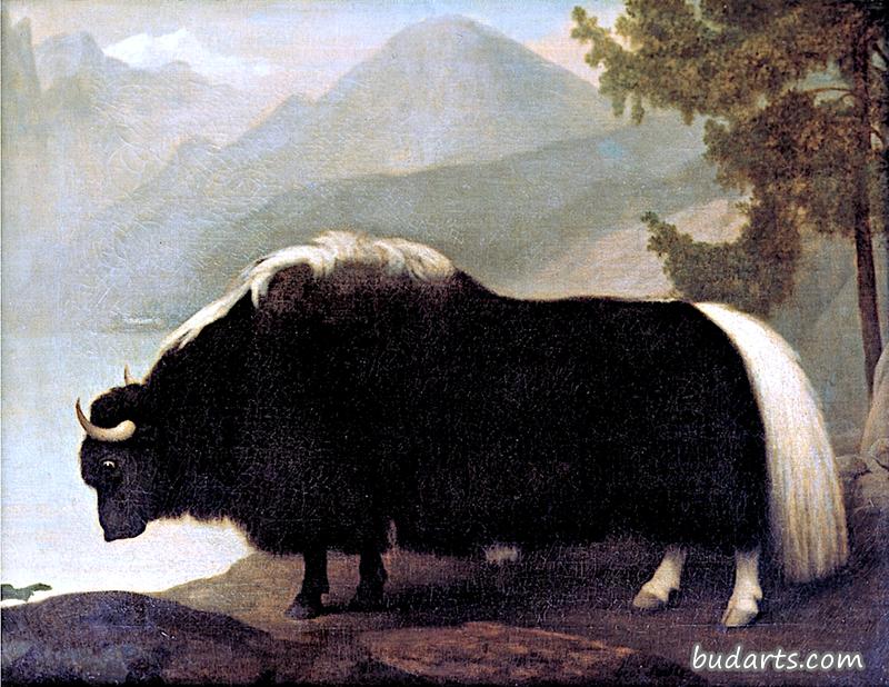 沃伦·黑斯廷斯的牦牛，为约翰·亨特画的