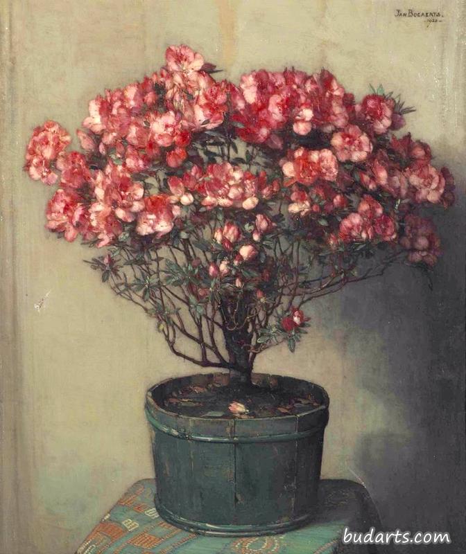 粉红杜鹃花
