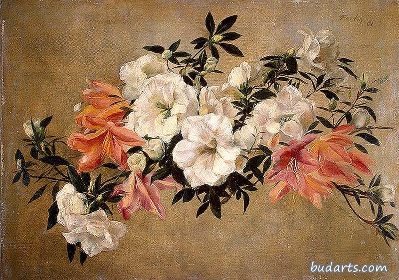 杜鹃花