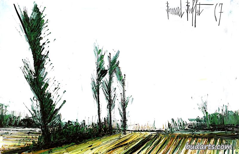 杨树