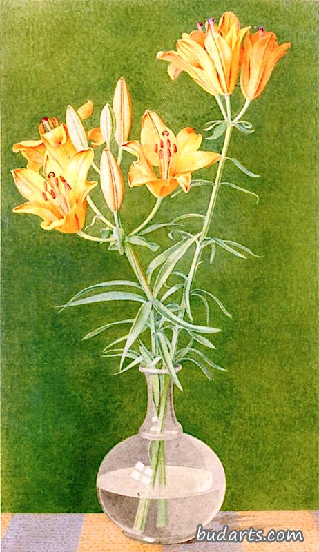 花瓶里的百合花