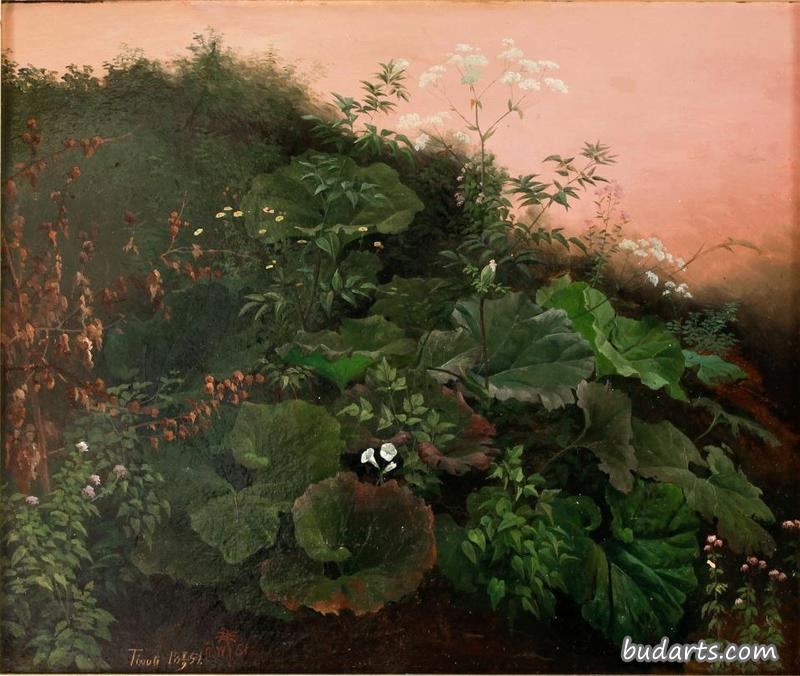 植物