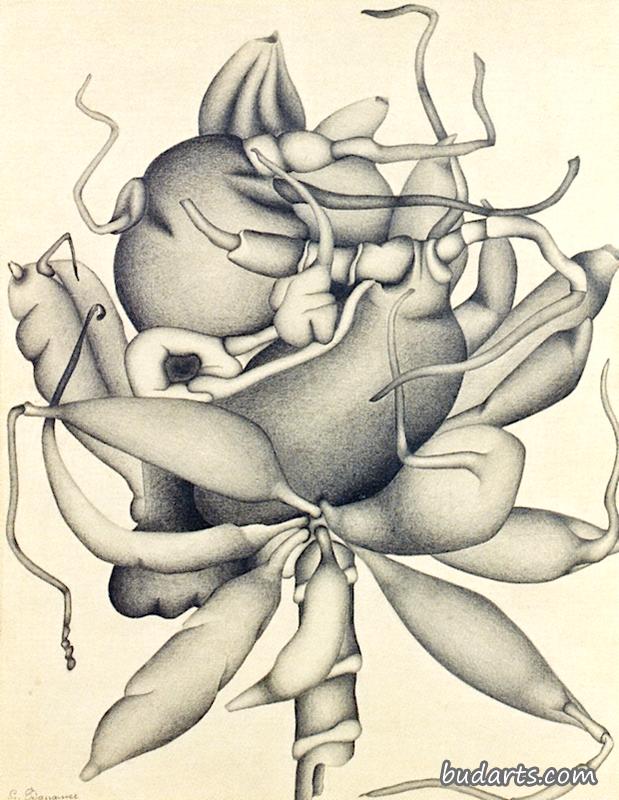 根与大丽花