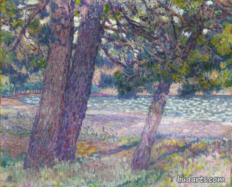 Pines at Cavaliere (3 Tree Trunks)