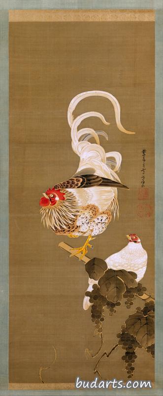 葡萄鸡鸡