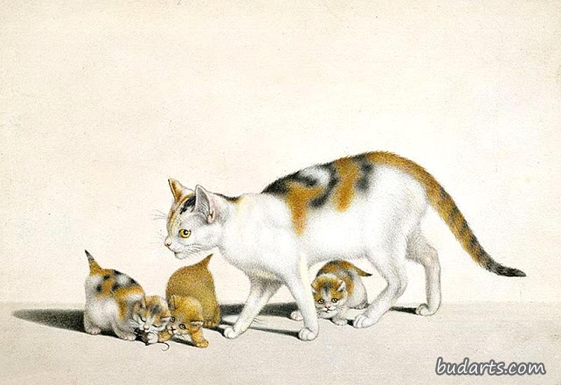猫和小猫