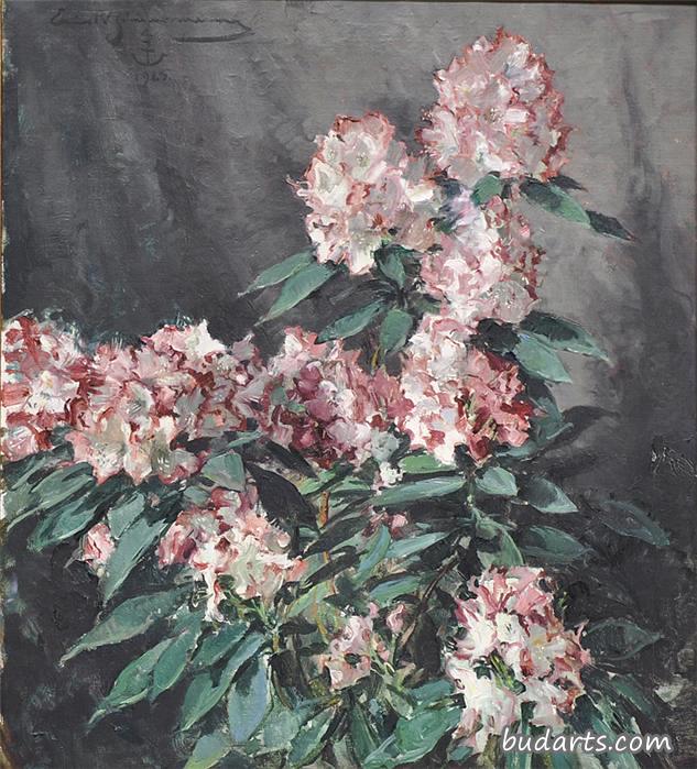 杜鹃花