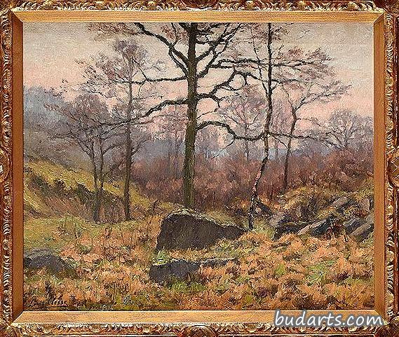 森林岩石