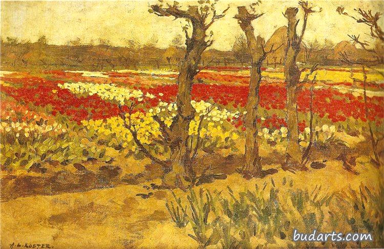 Tulip Field near Bennebroek