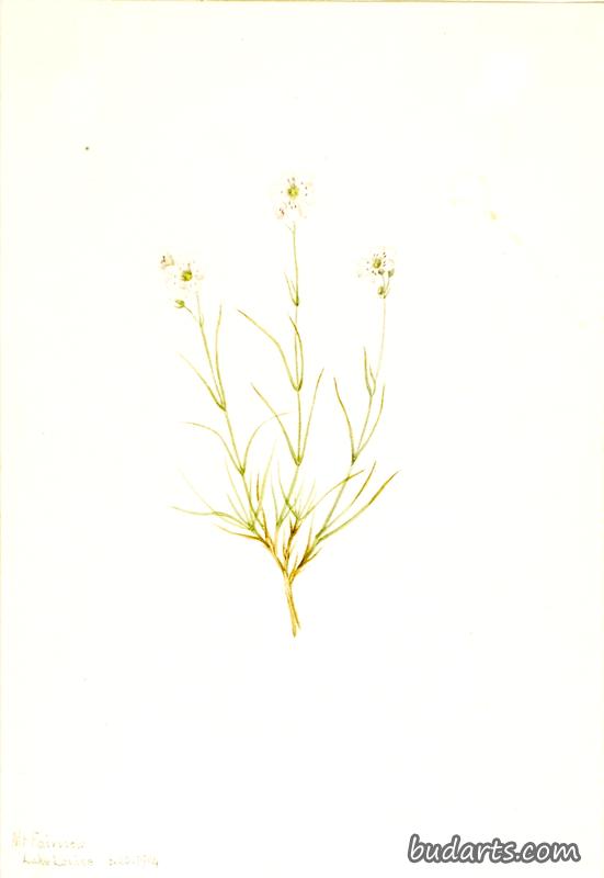 福尔摩沙
