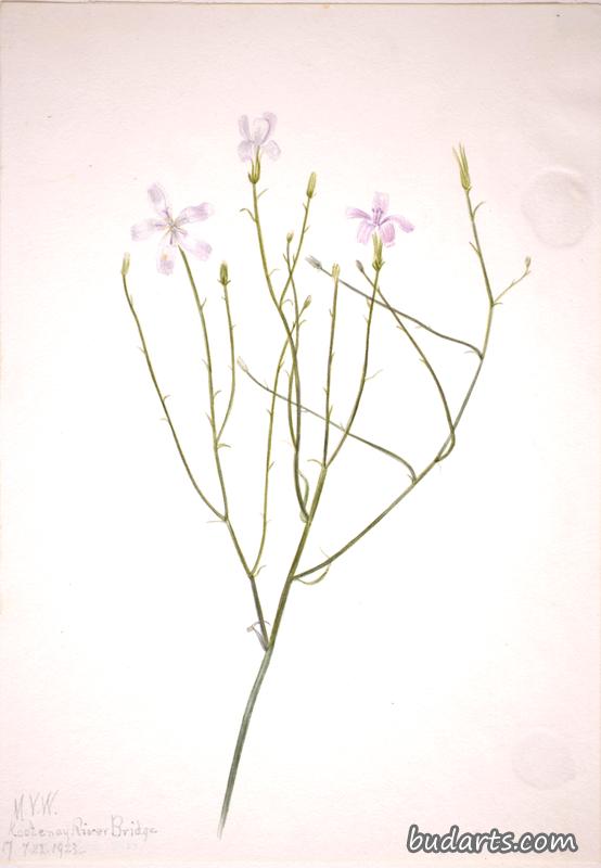 骷髅花