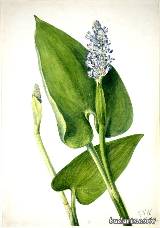 Pickerelweed (Pontederia cordata)