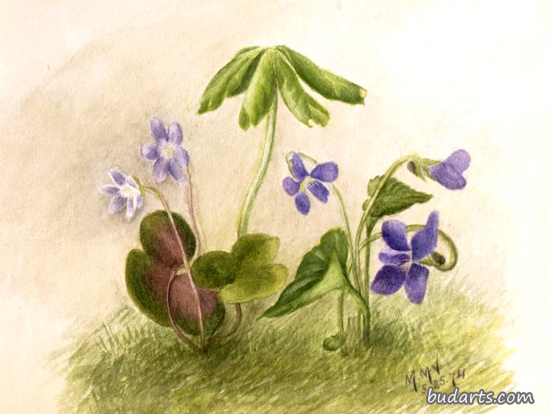 花卉习作