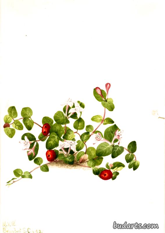 Partridgeberry (Mitchella repens)