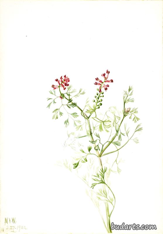 植物习作