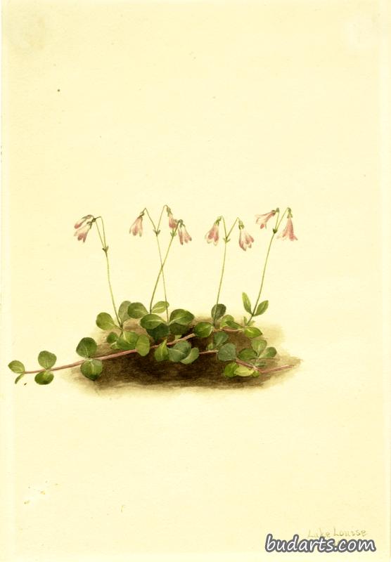 美洲双花