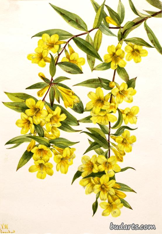 Carolina Jessamine (Gelsemium sempervirens)