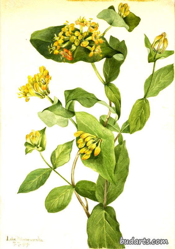 道格拉斯金银花（忍冬）