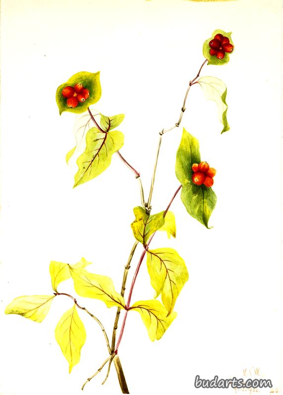 道格拉斯金银花（忍冬）