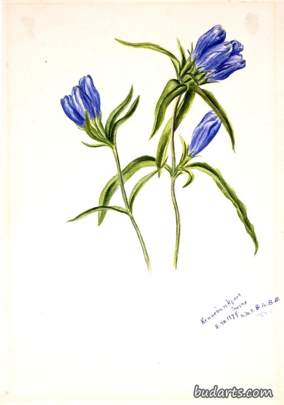 封闭龙胆（龙胆）