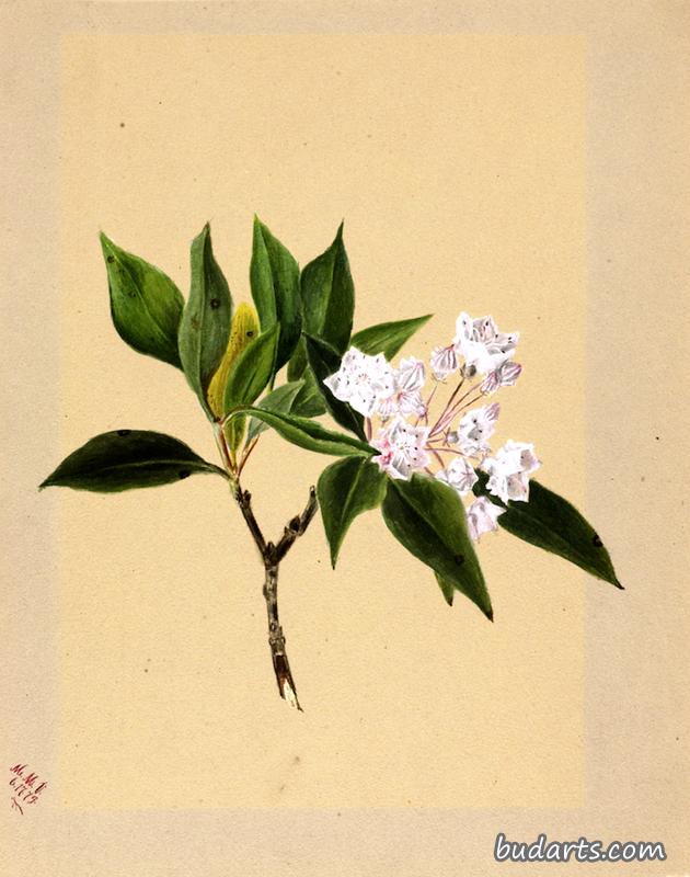 山桂树