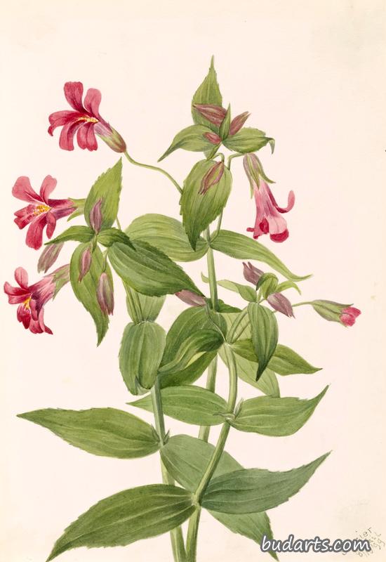 刘易斯猴花