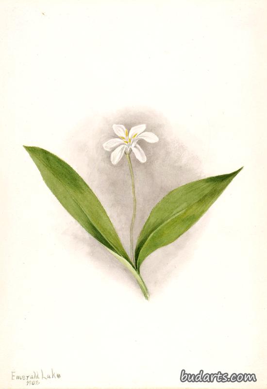 皇后区（单花克林顿菌）