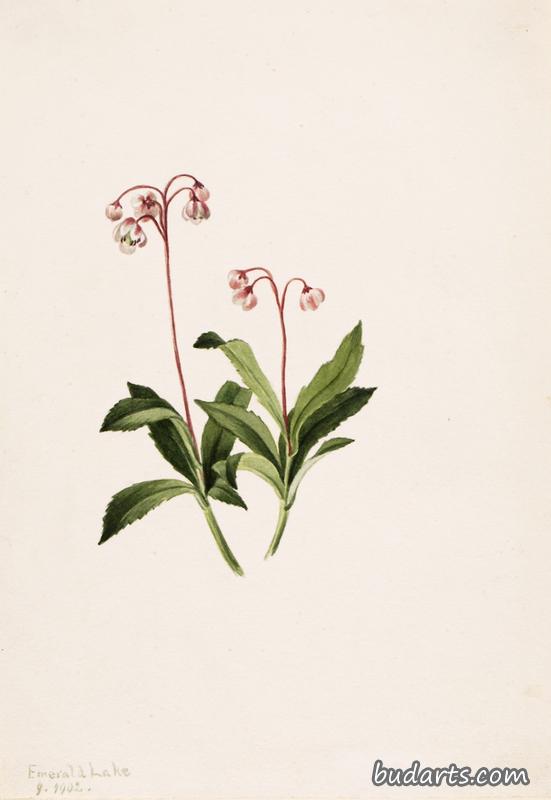 Western Pipsissewa (Chimaphila umbellata)