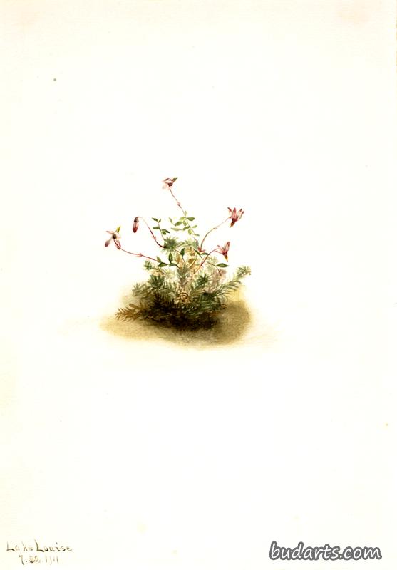 小蔓越莓