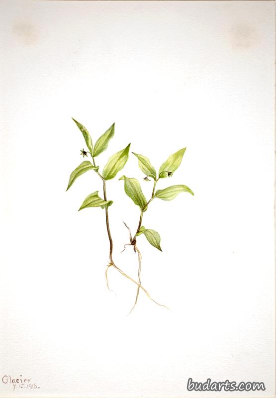 环状链球菌